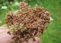 Zum Vergrößern anklicken