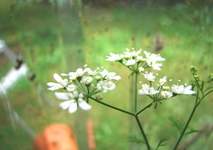 Zum Vergrößern anklicken