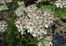 Zum Vergrößern anklicken