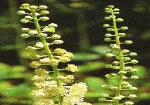 Zum Vergrößern anklicken